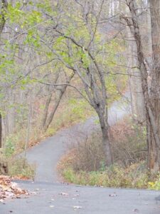 A trail in the woods with trees and bushes.