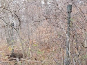 A pole in the middle of a forest with trees.