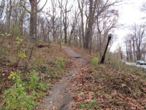 A trail in the woods with leaves on it.