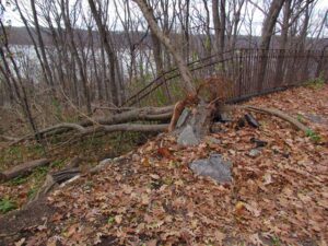 A tree that is laying down in the woods