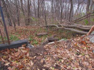 A forest with fallen trees and debris on the ground.