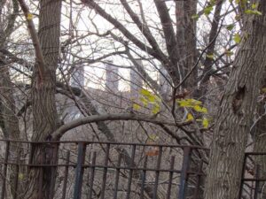 A tree with yellow leaves in the background