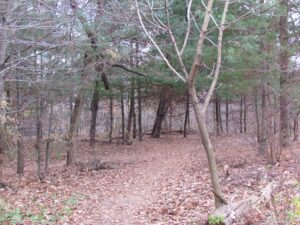 A wooded area with many trees and leaves.