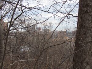 A view of trees and buildings from the ground.