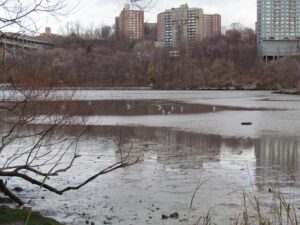 A body of water with trees in the background