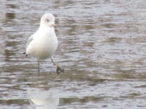 A white bird standing in shallow water with its legs crossed.